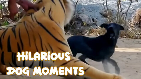 Funny Dog Pranks: Troll, Fake Lion, Fake Tiger, and Giant Box Fun