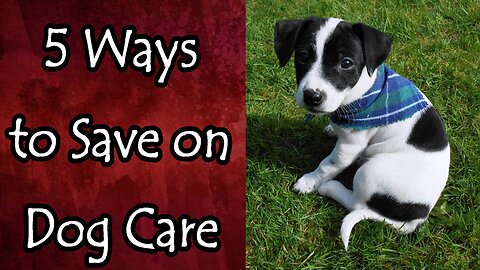 5 Ways to Save on Dog Care