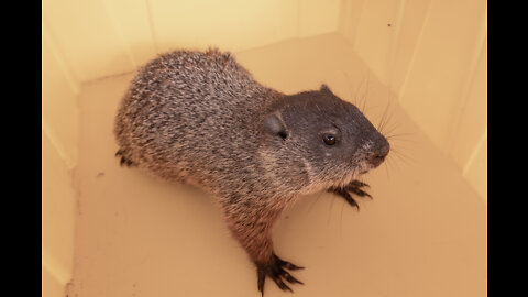 Groundhog catch and release