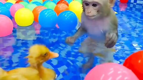 🐒🐒monkey playing video kids video