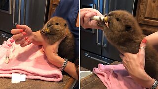 Baby Beaver Throws Temper Tantrum During Feeding Time