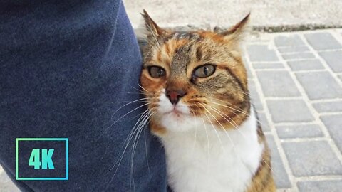 Walk by the Sea with Street Cats | ASMR for Sleep, Study, Relaxation and Meditation.【4K 60FPS UHD】