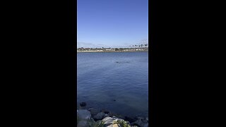 Gray whale spotted in San Diego!