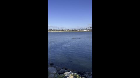 Gray whale spotted in San Diego!