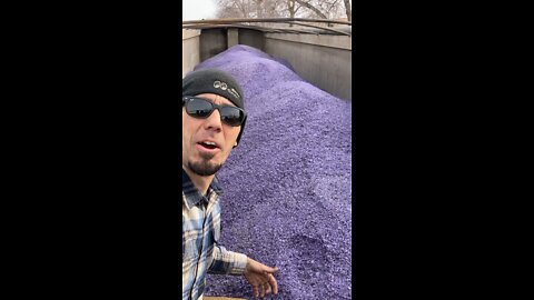 Purple Salt?!?
