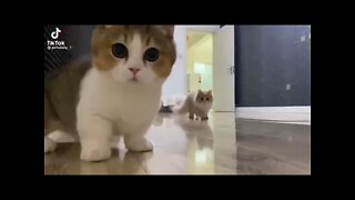 Tiktok Cute and Adorable Cats Video😻😹