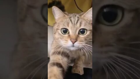 FUNNY CUTE KITTEN - Tiktok Compiled #Shorts