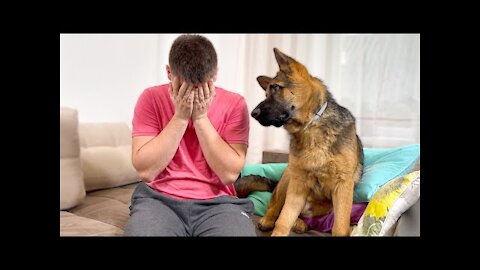 German Shepherd Puppy Reaction to Me Crying!