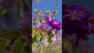 Flores de Quaresmeira