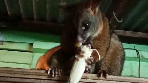 Bandit, The Australian Possum, and her baby are both eating a banana 08/07/2020 ( Video 22 )