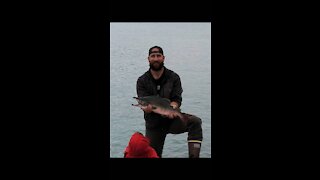 Snagging Salmon, Seward Alaska