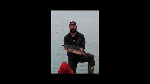 Snagging Salmon, Seward Alaska