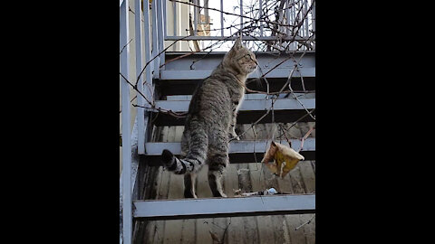 Cat on the stairs