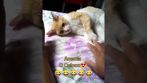 A MAMÃE AQUI É BABONA! 😁 #catlover