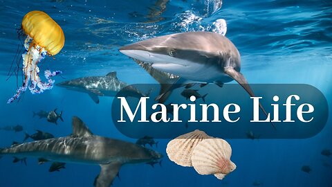 Into the Depths_ Discovering Marine Life in its Purest Form