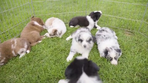 Cute little puppies look at the camera and lie on grass in an enclosure - closeup