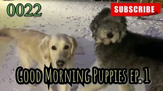the[DOG]diaries [0022] GOOD MORNING PUPPIES - EPISODE 1 [#dogs #doggos #doggies #puppies]