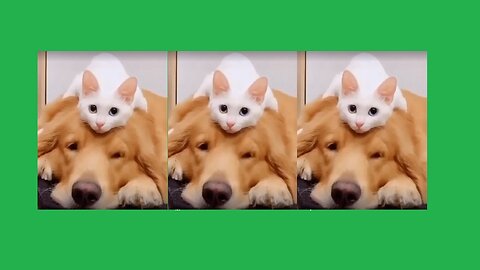 Cat and Dog are Best Friends
