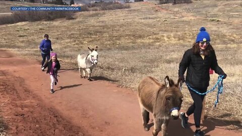 The Community Farm announces names of newest additions to burro patrol