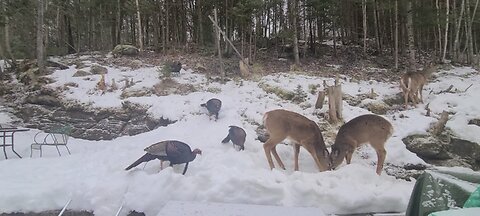 The turkeys and the deer share
