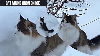 Cat Maine Coon on ice