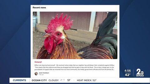 Wilbur now a free bird after neighbors drop complaints about his crowing