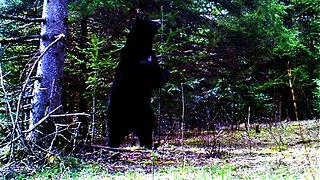 Wild bear is determined to get campers' food stashed in tree