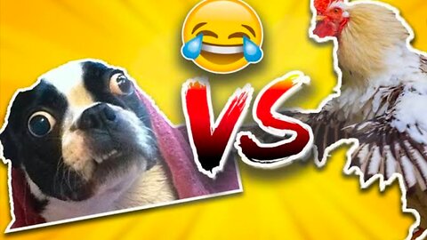 Dog vs Roster || Funny dog playing video