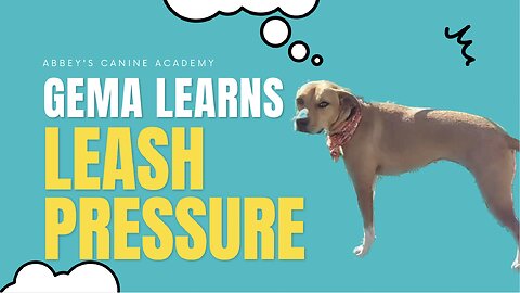 Strong Dog Learns NOT to Pull on Leash!