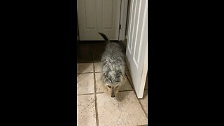 Teddy. My dog in the bathroom this morning!