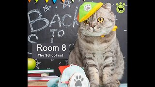 "The Cat That Adopted A School" - The Heartwarming Story of Room 8