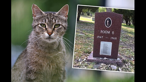 "The Cat That Adopted A School" - The Heartwarming Story of Room 8