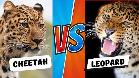 CHEETAH VS LEOPARD: ULTIMATE SHOWDOWN!