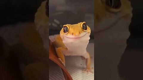 Happy Gecko 🦎 Rose it's your turn