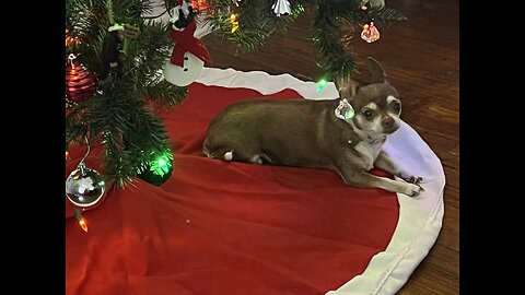 Chihuahua under Christmas tree