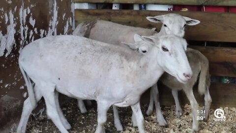 Loxahatchee horse farm, animal sanctuary in danger of shutting down