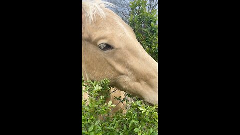 Petting Brutus the Horse