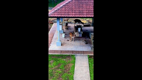 Axis Deer So Cute 🦌 | Anisul Hoque Vlogs