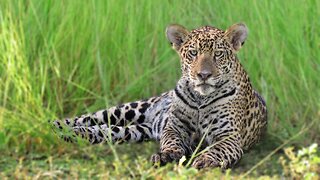 Encountering a beautiful jaguar cub in the wild!