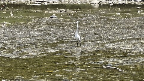 Great White Egret so graceful 😊