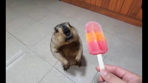 marmot eats strawberry ice cream for the first time