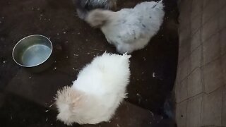 Some of my Silkies 3rd August 2021