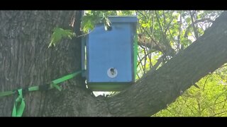 Watering Plants and Watching Our Bees