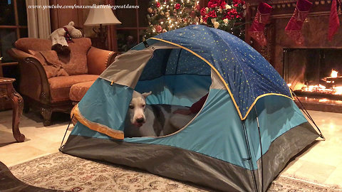 Funny Great Dane gets comfy in dog tent