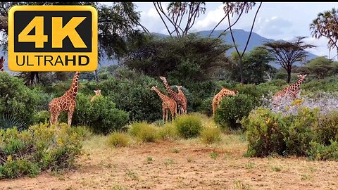 Northern giraffe group video