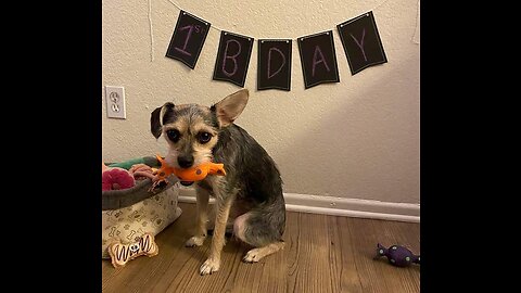 Maya's Toy Reviews - Maya's 1st Birthday!!!