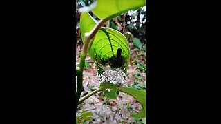 The Clever Engineer’ Bird Built Their Nest With A Roof Shelter Made Of Leaf.