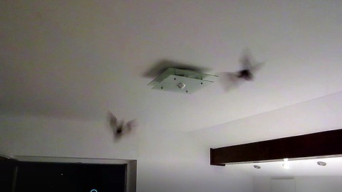 Pair of bats fly into couple's bedroom