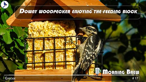 Downy woodpecker on feeding block