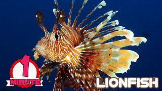 Lionfish | Beautiful_But_Deadly